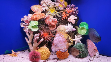 Aquarium with marine life