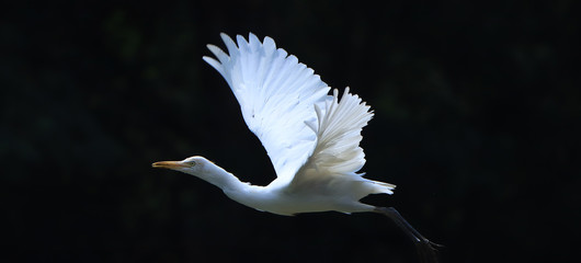 Flying egret 