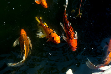 Fancy carp swimming in a pond. Fancy Carps Fish or Koi Swim in Pond, Movement of Swimming and Space.