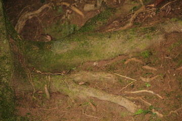 Obraz premium tree roots