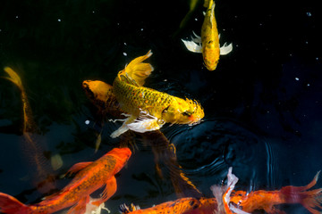 Fancy carp swimming in a pond. Fancy Carps Fish or Koi Swim in Pond, Movement of Swimming and Space.