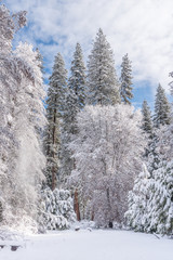 Obraz premium winter trees and snow