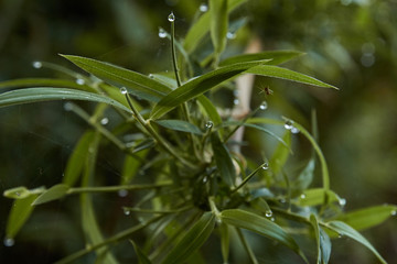 araña entre plantas y agua