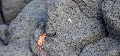 Rock Climbing