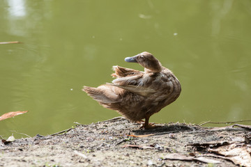 A Ducks stand next to the lake with soft focus background