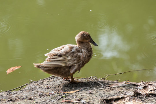 A Ducks stand next to the lake with soft focus background