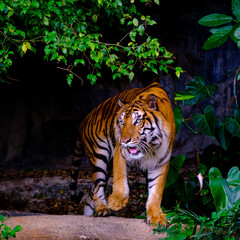 indochinese tiger in the open zoo