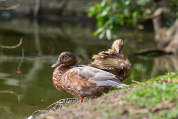 A Ducks stand next to the lake with soft focus background