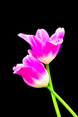 pink tulips on black backgrounde