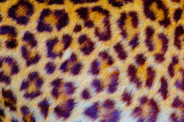Real jaguar skin in the open zoo