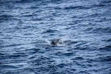 Fototapeta premium Dolphins at the atlantic ocean