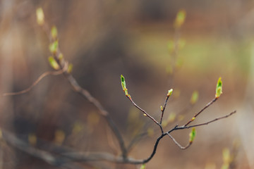 blooming green buds with leaves on the brunch in spring close up selected focus