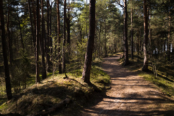 Wood road - Baltic eastern europe pine forest with high old evergreen trees pointing up in the sky during a bright sunny day with rays of light coming through