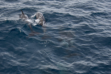 Naklejka premium Dolphins at the atlantic ocean