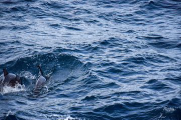 Fototapeta premium Dolphins at the atlantic ocean