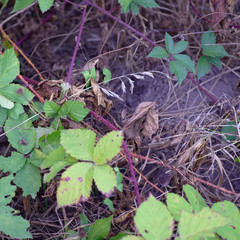 prickly thorns on the garden floor in bright colors