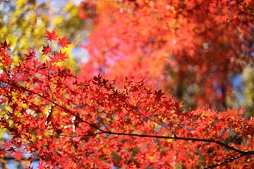 紅葉