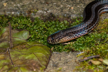 Fototapeta premium Macro image of a very venomous Banded Malaysian Coral Snake