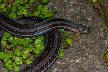 Macro image of a very venomous Banded Malaysian Coral Snake