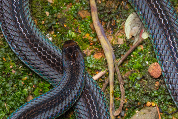 Macro image of a very venomous Banded Malaysian Coral Snake
