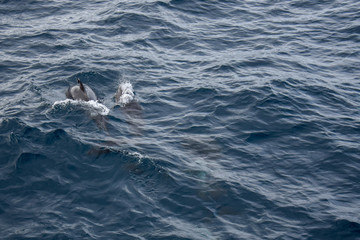 Naklejka premium Dolphins at the atlantic ocean