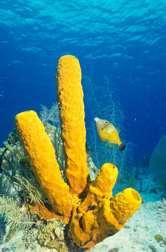 Yellow Tube Sponge And Orange Filefish