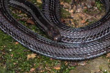 Macro image of a very venomous Banded Malaysian Coral Snake