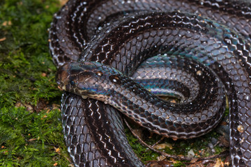 Macro image of a very venomous Banded Malaysian Coral Snake