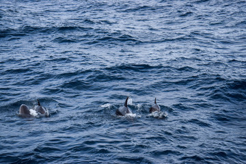 Obraz premium Dolphins at the atlantic ocean