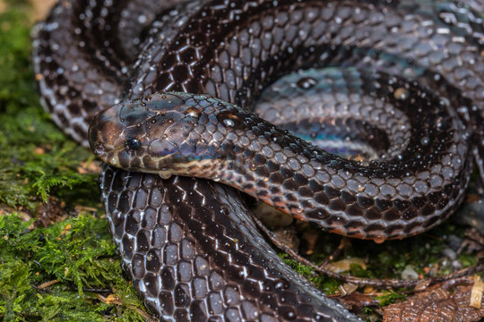 Macro image of a very venomous Banded Malaysian Coral Snake