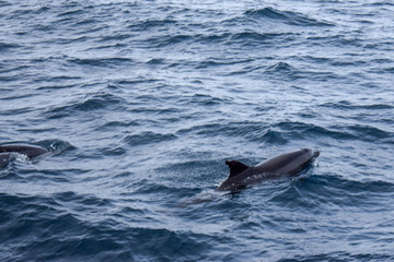 Dolphins at the atlantic ocean
