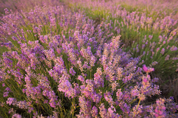 Bush of lavender at sunset.