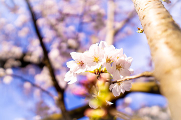 桜咲く