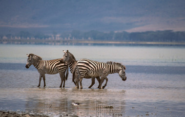 Fototapeta na wymiar Zebra Trio