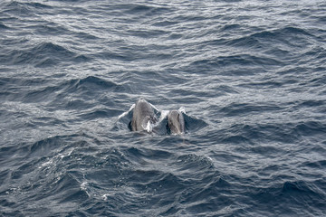 Obraz premium Dolphins at the atlantic ocean