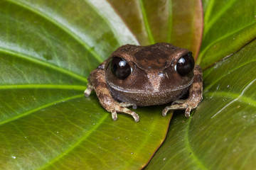 Masked tree frog, Frog, Frog of Borneo ,Close-up of frog of Borneo