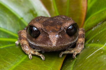 Masked tree frog, Frog, Frog of Borneo ,Close-up of frog of Borneo