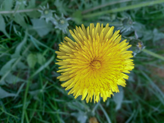 Close-up of bright yellow head of a blooming dandelion flower on a green background