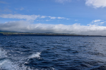 Dolphins at the atlantic ocean