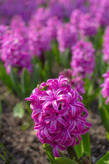 Obraz premium Pink and purple flowering hyacinth bulbs in the garden.