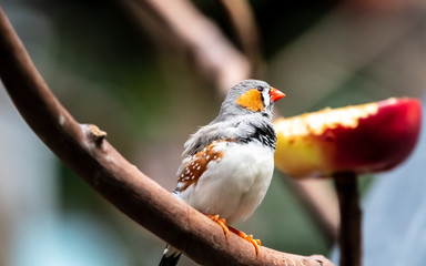 bird on branch
