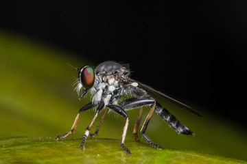 Robber Fly / Close-Up of the beautiful Robber Fly (selective Focus)