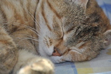 Obraz na płótnie Canvas sleeping cat