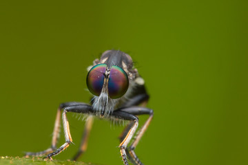 Robber Fly / Close-Up of the beautiful Robber Fly (selective Focus)