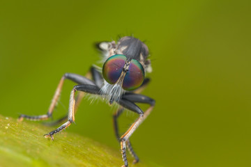 Robber Fly / Close-Up of the beautiful Robber Fly (selective Focus)