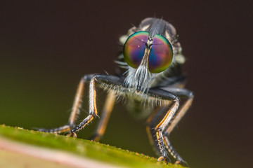 Robber Fly / Close-Up of the beautiful Robber Fly (selective Focus)