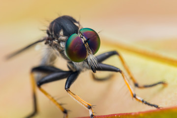 Robber Fly / Close-Up of the beautiful Robber Fly (selective Focus)