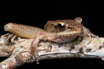 Macro shot image of Torrent Frog of Borneo Island