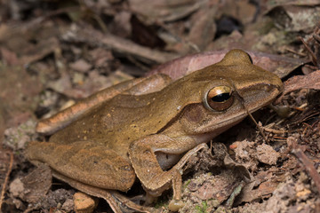 Naklejka premium Macro image of Dark-eared Tree Frog of Borneo Island