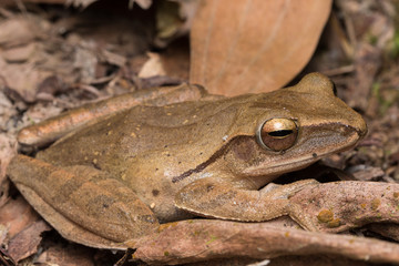 Macro image of  Dark-eared Tree Frog of Borneo Island